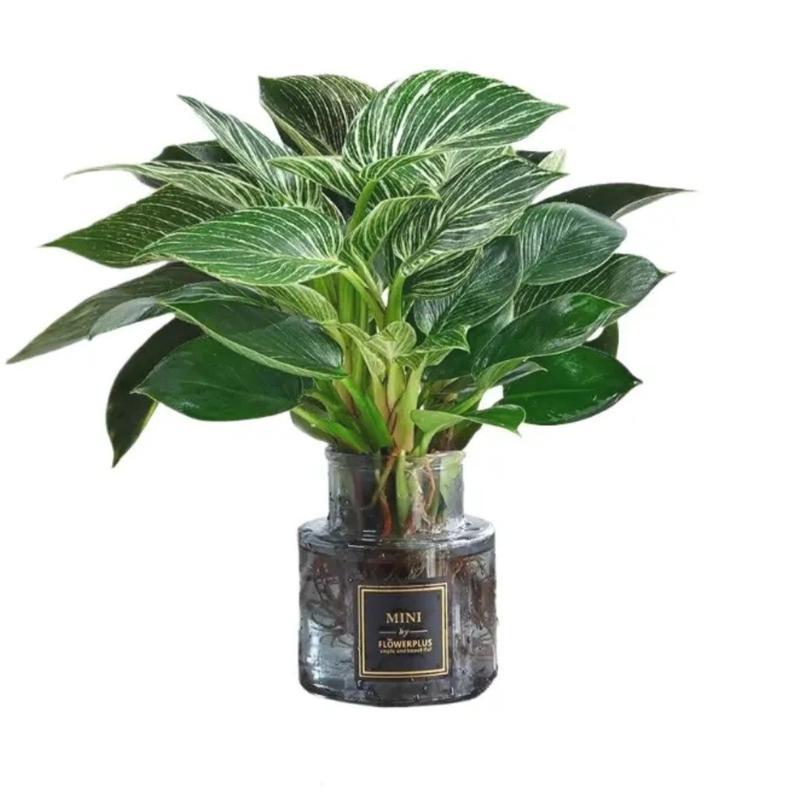Product Introduction of Tanaman Hias Philodendron Birkin - Dekorasi Ruangan Alami - tanaman artificial 6