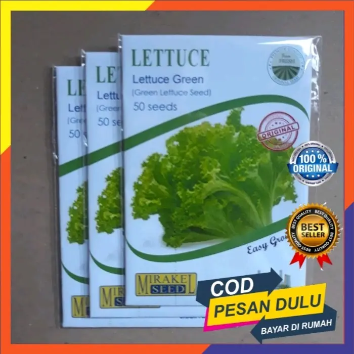 benih sayuran selada hijau