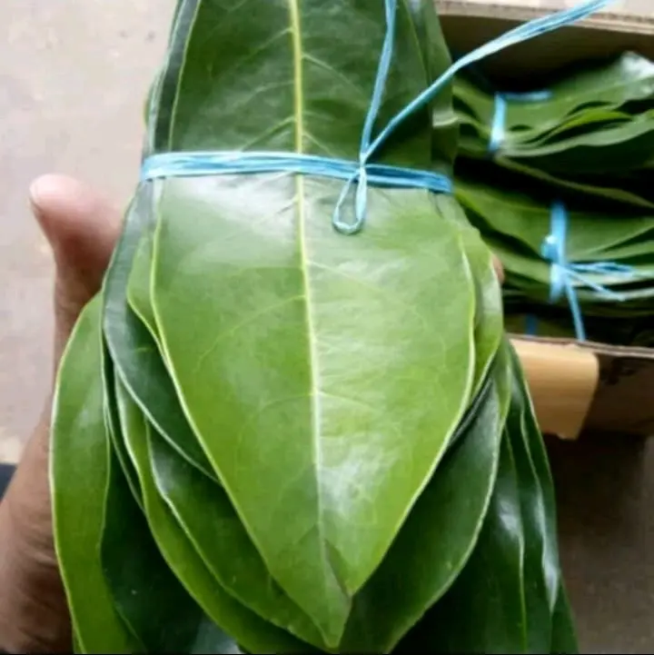Daun sirsakSegar  isi100 Lsmbar 2
