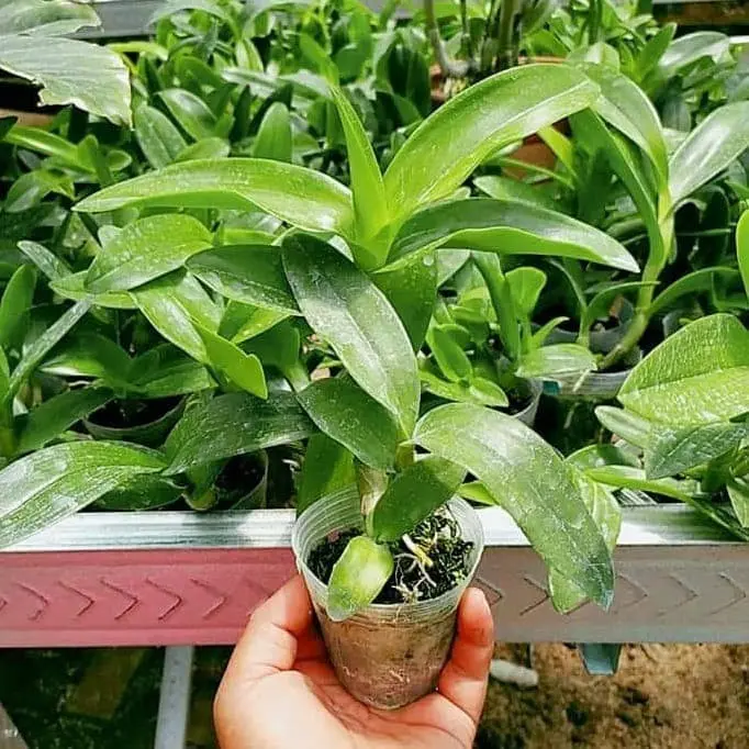 Anggrek Dendrobium Remaja Hybrid Premium - Tanaman Hias dengan Daun Sehat dan Batang Besar - sesuai Gambar, Bunga, dan tidak berjamur