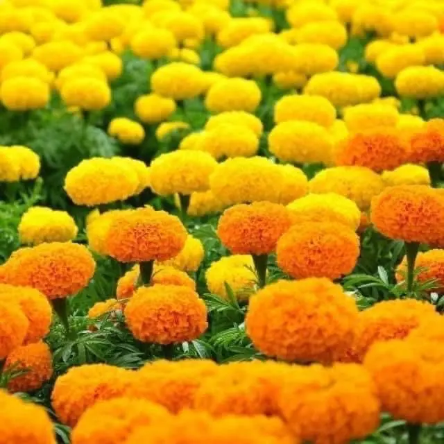 Hạt giống cúc vạn thọ mix