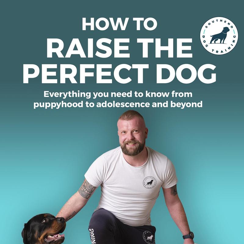 How To Raise The Perfect Dog 0