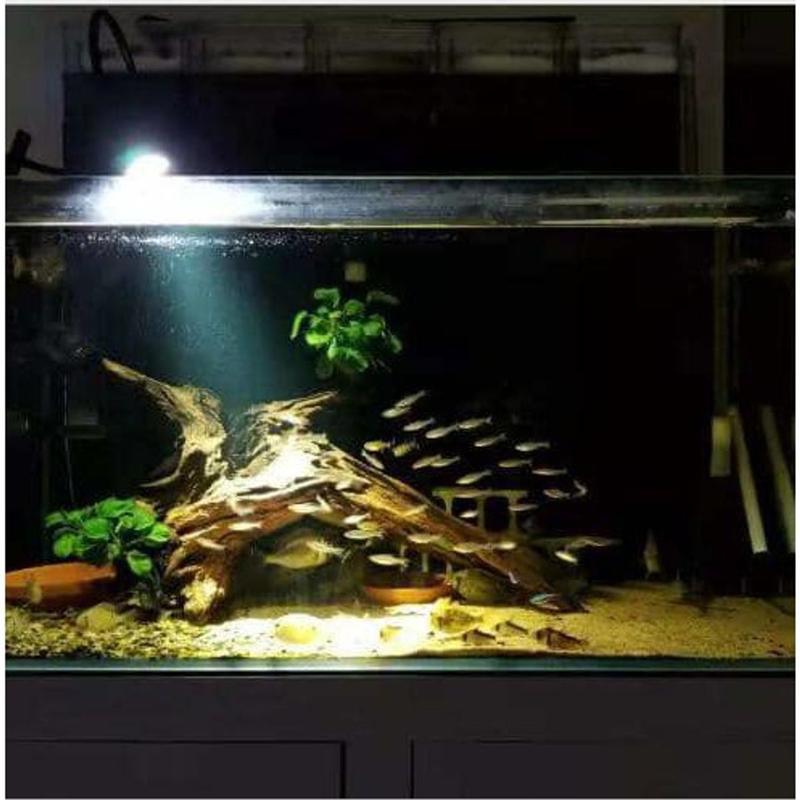 Product Introduction of Đèn Led Rọi Thuỷ Sinh Biotop - Thích Hợp cho những hồ Thuỷ Sinh, hồ Bán Cạn, Hồ Tiểu Cảnh... DREAMER GUPPY.. 20