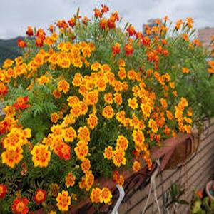 10 Granos Cempasúchil Cola de Pavo Real Flores Densas Serie Hemisférica Mezcla de Colores Flores Dobles Pomposas Naranja Amarillo Rojo