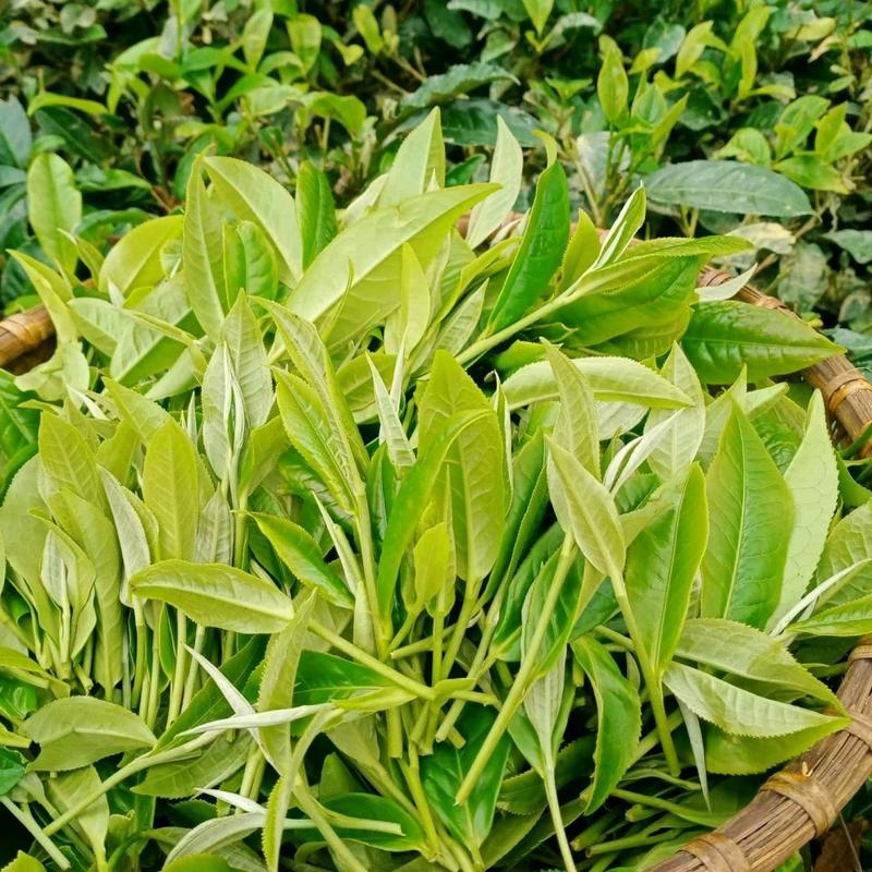 Trà Shan tuyết (1 tôm 2 lá) trà 200k