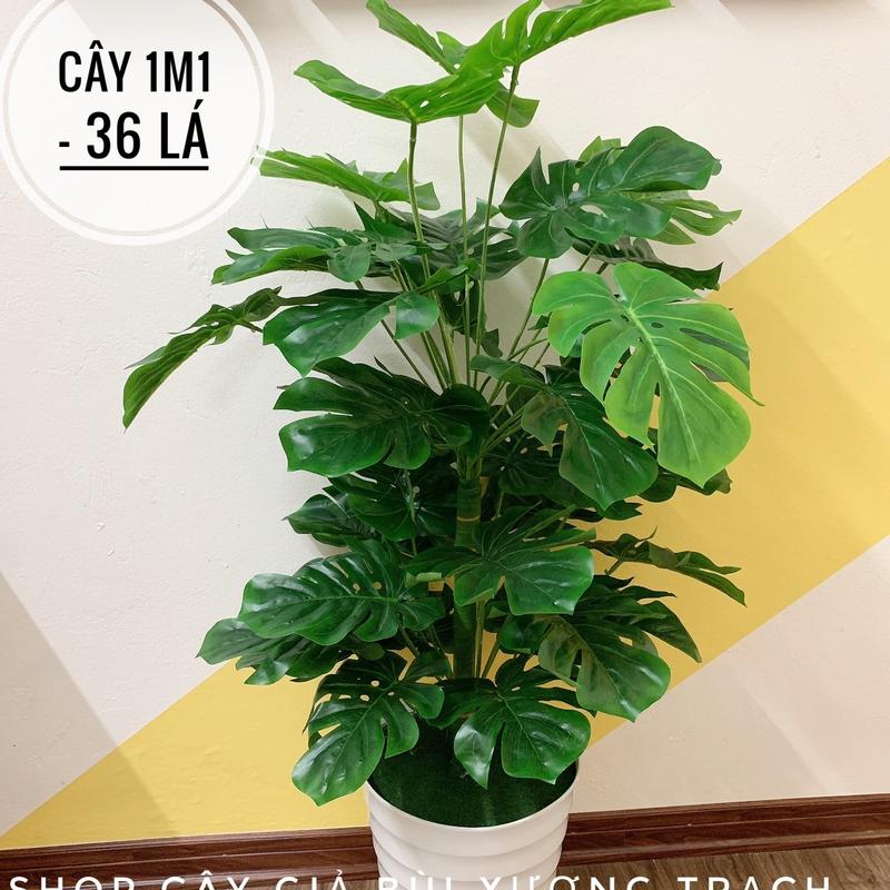 Cây trầu bà lá xẻ monstera 1m1 - cây nhựa nhân tạo