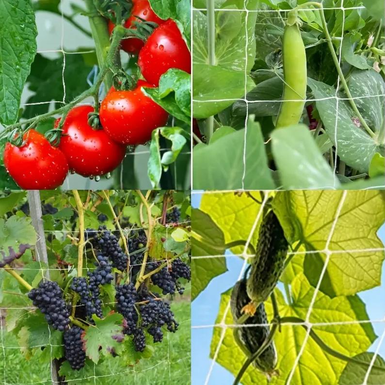 Jaring Tanaman Rambat Plants Climbing Net Polyester 1.67x10M 7