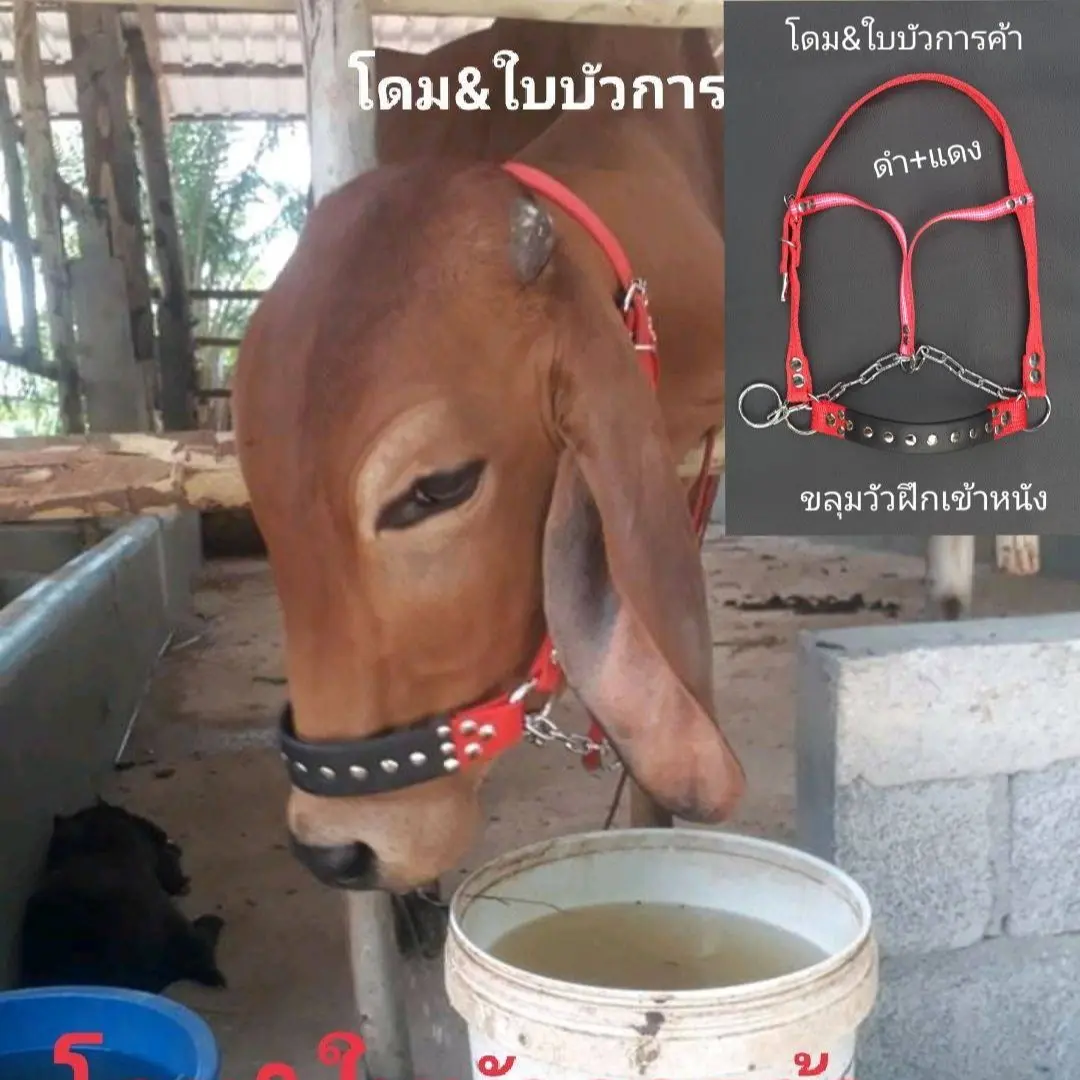 ขลุมวัว เม่าวัว เค่าวัว ฝึกเข้าหนังแท้ โซ่ชุปโครเมี่ยมแท้อย่างดี ไม่เป็นสนิม แข็งแรงทนแดด ทนฝน