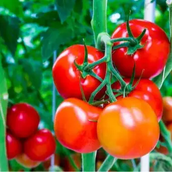 Hạt giống cà chua chuỗi ngọc siêu quả F1 cây  giống 2