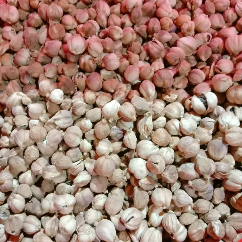 kapulaga kering 250 gr Food 1
