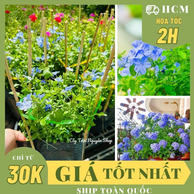 CÂY HOA THANH XÀ ,(cao 20cm), Hoa giống cảnh sân vườn, ban công, dễ trồng GIÁ RẺ, nở quanh năm, Cây Tươi Nguyên CTN1550 cây  rũ