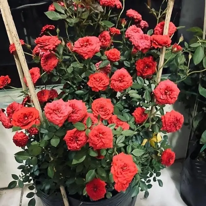 [Gói 50 hạt] - Hạt giống hoa hồng tỉ muội (siêu hoa ) - Hạt giống Cô Tấm 3