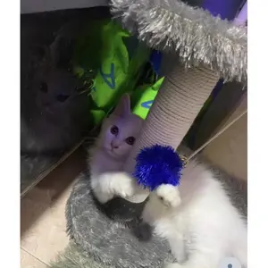 CAT CONDO CAT CONDOMINIUM