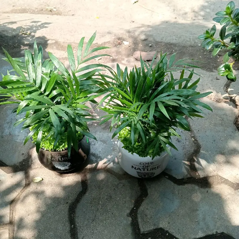 chậu cau tiểu trâm mix chậu sứ - cây để bàn 1