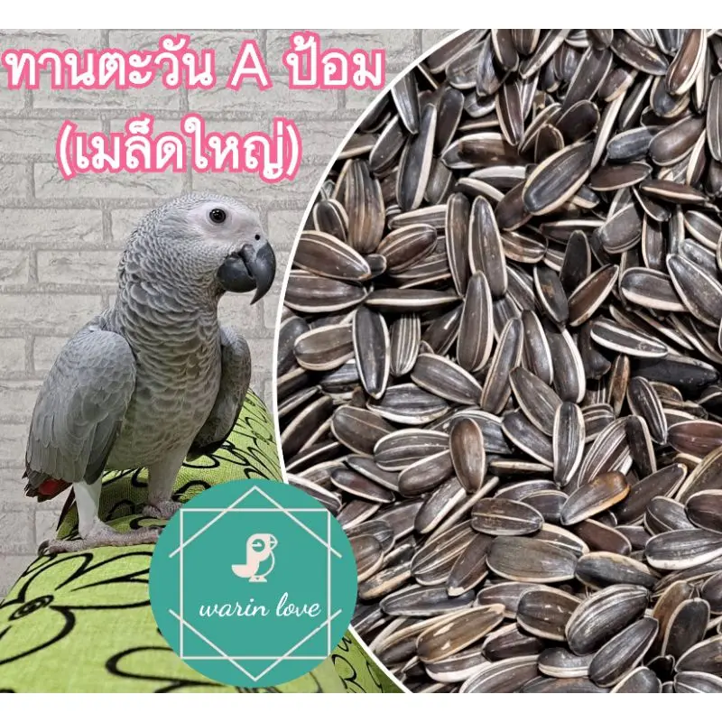 ทานตะวันAป้อม (เมล็ดใหญ่) แบบ 500 g. และ 1 Kg. สำหรับนกแก้วปากขอ เกรดA สำหรับสัตว์ฟันแทะ นก หนู