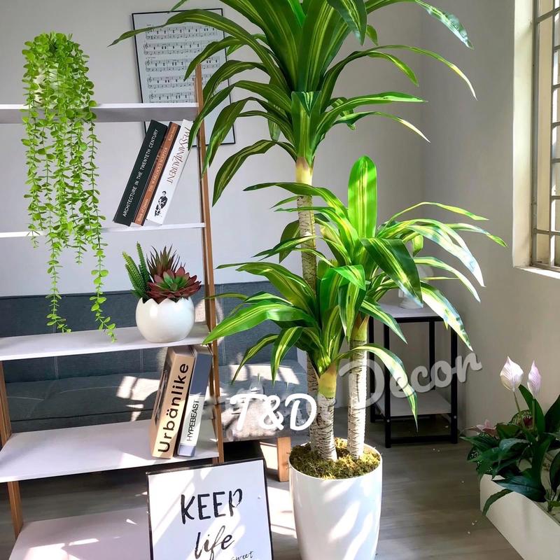 Cây thiết mộc lan cao 1m8 có 3 thân, cây nhựa trang trí