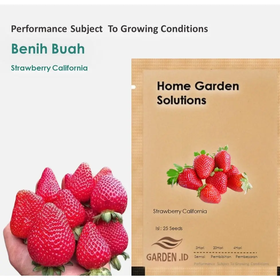 Bibit Buah Strawberry California Cepat Berbuah Benih Tanaman Buah Stroberi Super