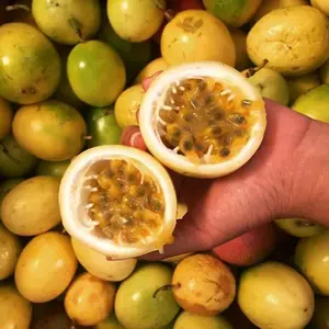 Buah Markisa Kuning Asli Segar Asam Manis Siap Kirim Matang Dari Pohon 1kg Rasa Lezat Dan Segar
