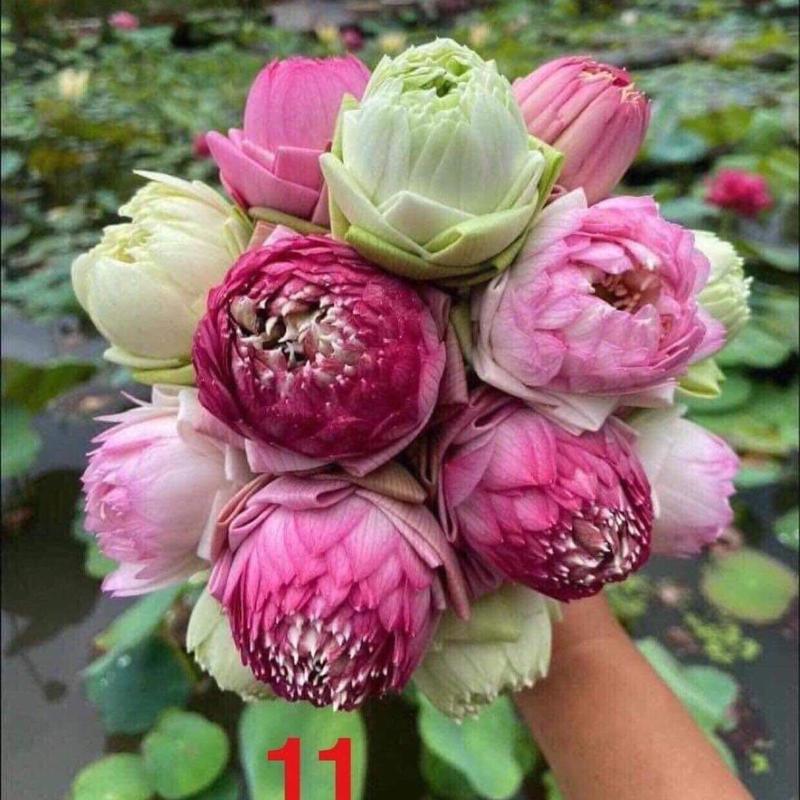 Củ Sen Thái giống ra hoa sau tầm 1 tháng trồng