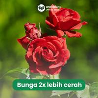 Gambar Workplant - Paket Nutrisi Bunga Tanaman Hias Optimalkan Pertumbuhan dan Warna Bunga - Paket 1 dari workplant official Kota Surabaya 3 Tokopedia