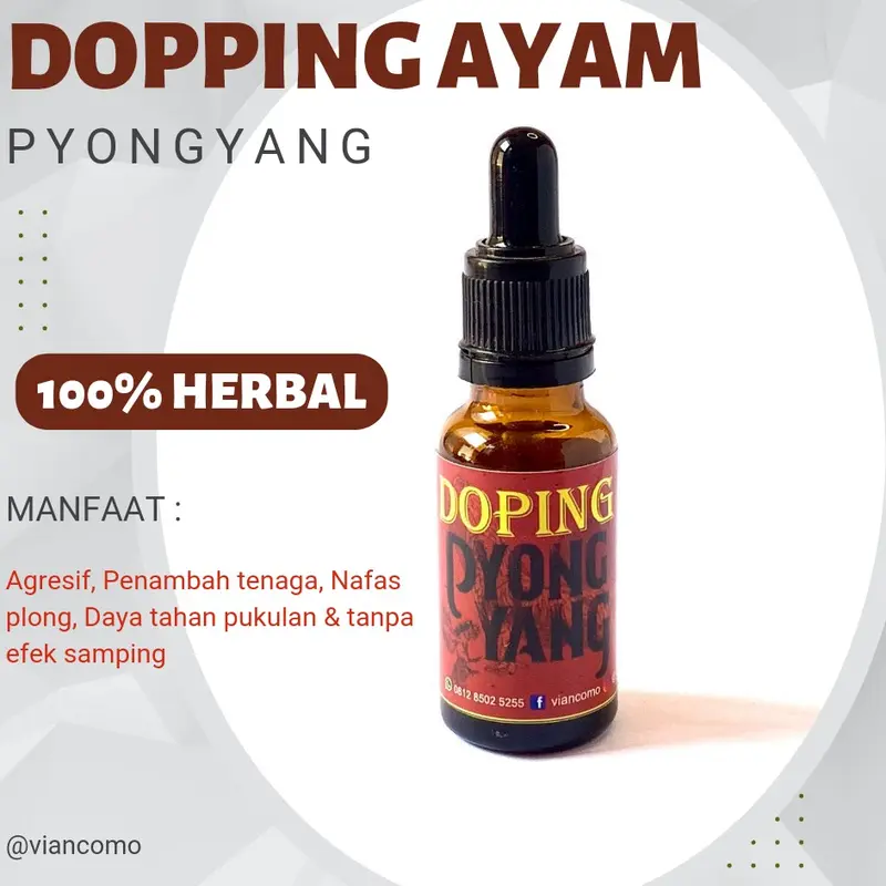 DOPING AYAM ADUAN PYONGYANG 0