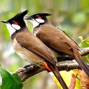 VUA CHIM CẢNH SHOP