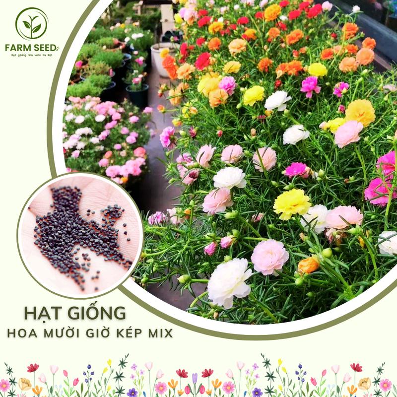 Hạt giống Hoa Mười Giờ Cánh Kép Mix Đủ 12 màu - Hạt giống Hoa 10 Giờ kép chuẩn F1 tỉ lệ nảy mầm cao, không cần chăm sóc cũng nở hoa. Hoa 10h kép Mỹ trang trí sân vườn, ban công. Gói 0,5 gram
