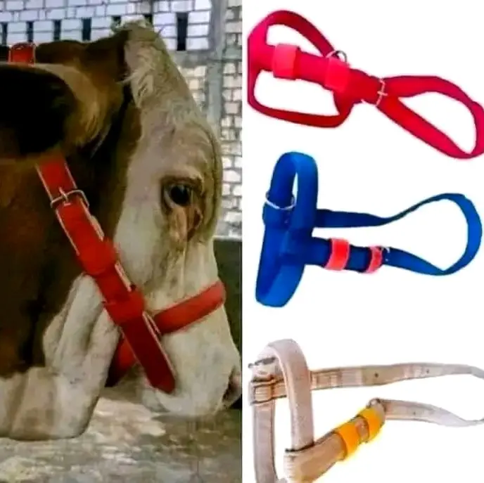 BRANGOS SAPI DAN SEJENISNYA BOLEH REQUEST WARNA