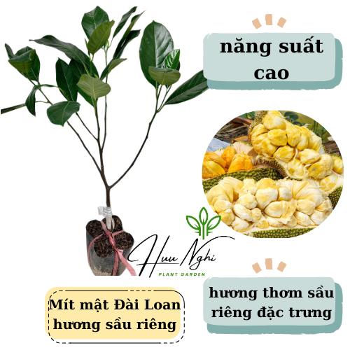 Cây giống Mít mật Đài Loan (vị sầu riêng), giống mới, cây mít mật
