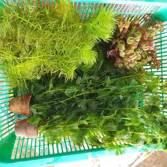ชุดไม้น้ำชุดที่1สำหรับตู้ปลาอ่างปลาสวยงามประกอบด้วยสาหร่ายฉัตร2/พุงชะโด1/จอกแดงญี่ปุ่น1