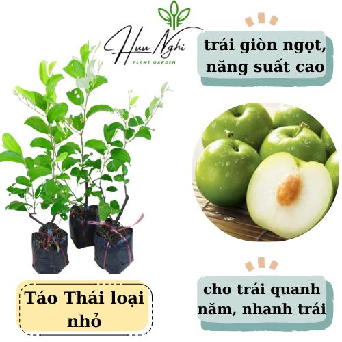 [combo 3 cây giống] Táo Thái da xanh, loại bịch nhỏ