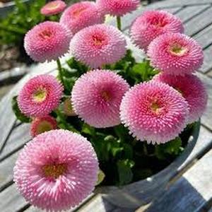 50 Granos Crisantemo Pompón Rosa Bola de Algodón Color Rosa Suave Flores Esféricas para Jardín Decoración Exterior