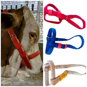 BRANGUS SAPI HEAD HALTER