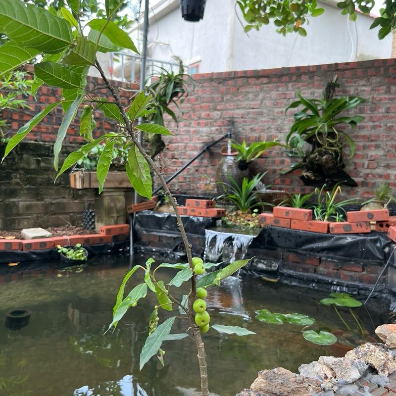 Sung Nếp Siêu Quả/Dáng long uốn lượn/ Cây cao 40,50cm cây có mùi thơm để bàn sen nước trồng chậu bonsai bốn phương chậu hoa mẫu đơn đỏ bó hoa chuông hoa cưới cầm tay bách thủy tiên thủy sinh tổ rồng cây  đào quả  cúc