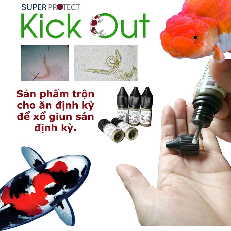 Super Protect Sản phẩm Kick Out NHỎ 10ml CHỈ DÙNG cho ăn định kỳ xử lý nội ký sinh đường ruột cho cá koi cá chép cảnh và goldfish KHÔNG DÙNG CHO CÁ KHÁC. Chai nhỏ giọt dễ sử dụng.