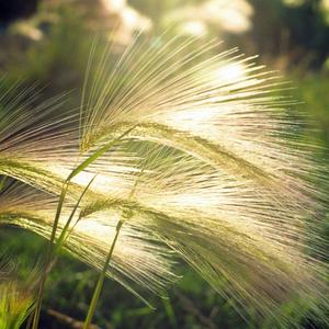Hordeum jubatum Cebada Silvestre Ornamental Textura Única Salvaje Espigas con Pelos Largos Bajo Mantenimiento