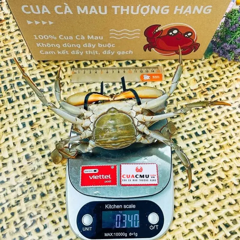 Cua Gạch sie 3 con/kg. Không đây buộc, cam kết chính gốc Cà Mau và tỷ lệ gạch trong thân cua đạt trên 90%, nếu không đạt shop bù miễn phí con khác - Cua CMU chấm vn bộ  cua bộ  cua bộ  cua cua  cà mau