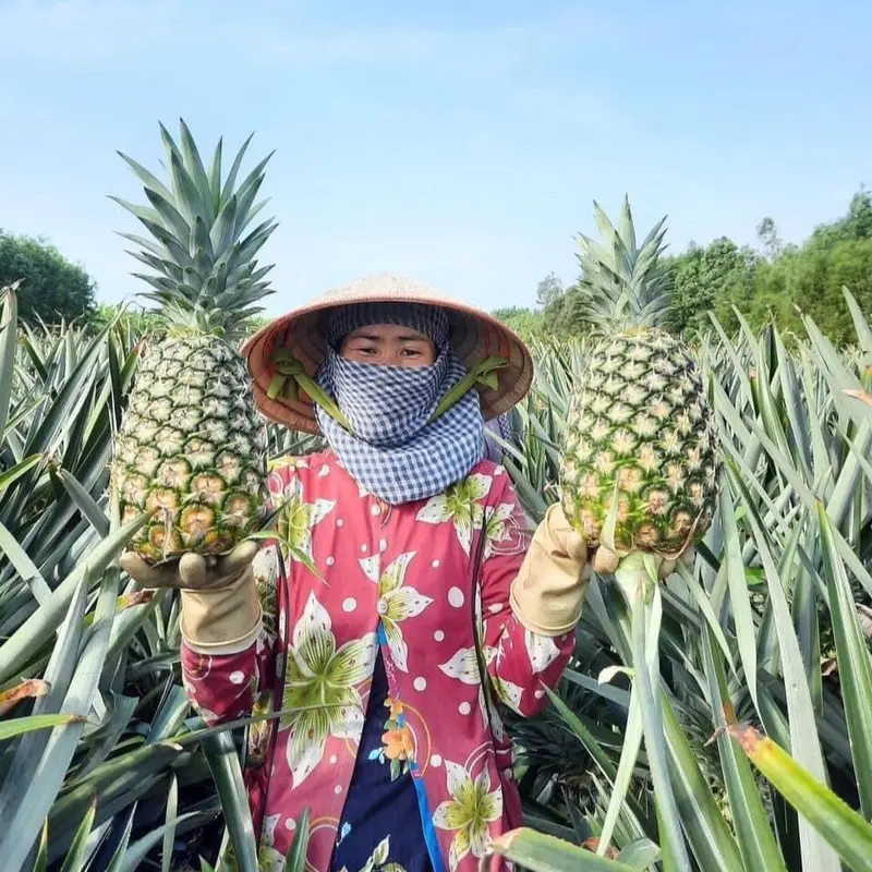 Combo 10Cây ( TẶNG1) DỨA MẬT KHÔNG GAI giống mới ( quả to ngọt lịm, cây tách trồi cây mẹ, trồi loại 1) 6