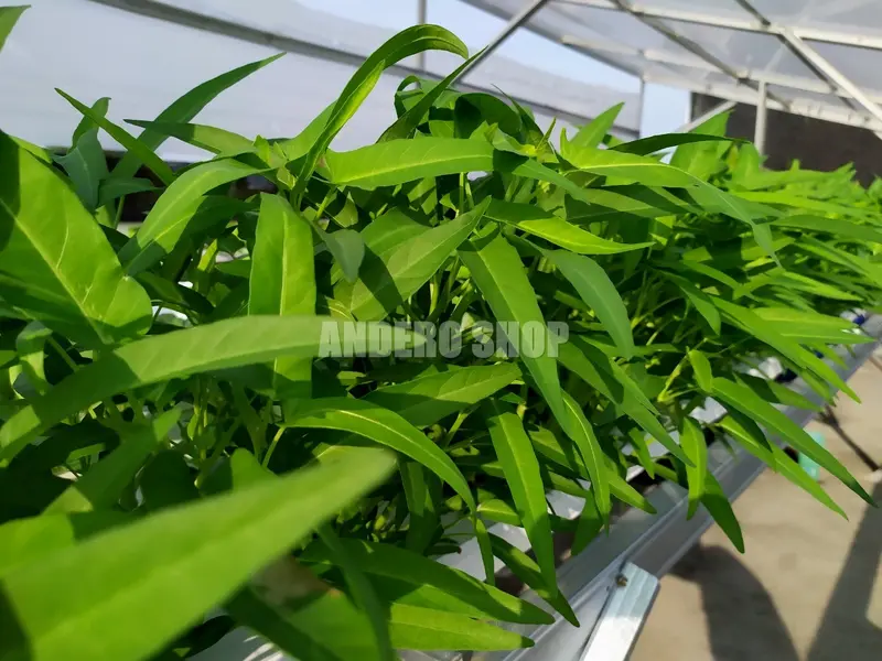 Nutrisi Hidroponik AB Mix Sayur Daun 1 Liter Paramudita Nutrient 3