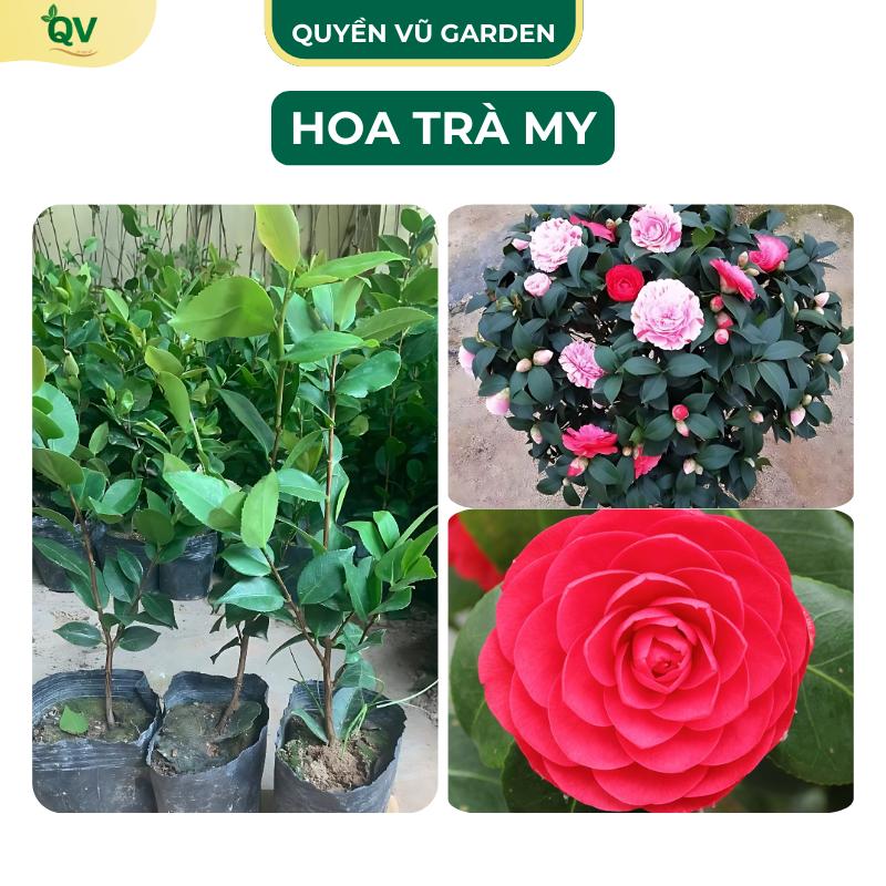 C51 Cây giống Hoa Trà My Bầu C7 Cây cao 20-30cm giống khỏe phát triển nhanh
