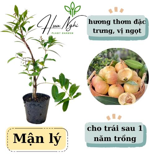 Cây giống Mận lý, cây lý (mận lê), trái vàng thơm
