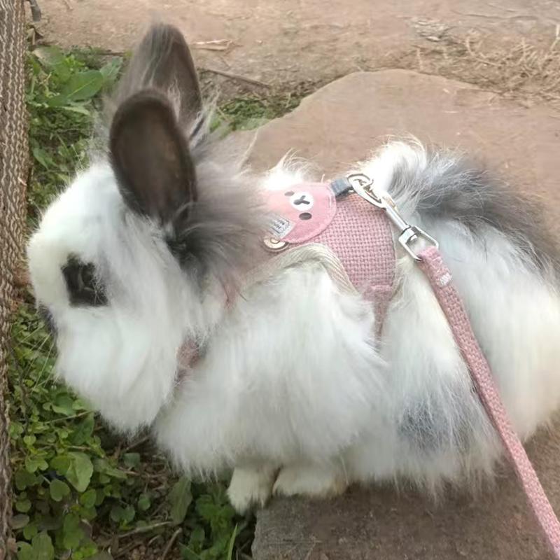 Product Introduction of Cute Small Pet Strap and Belt Set Rabbit Puppy and Cat Pet Accessories Vest Strap Outdoor Walking Belt Latest Pet Supplies 11