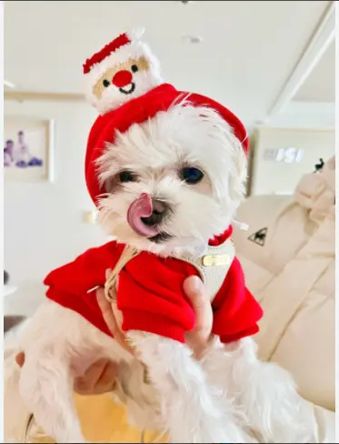 Áo nỉ hoodie giáng sinh dành cho chó mèo hình cây thông và ông già noel 4