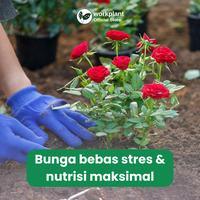 Gambar Workplant - Paket Nutrisi Bunga Tanaman Hias Optimalkan Pertumbuhan dan Warna Bunga - Paket 1 dari workplant official Kota Surabaya 5 Tokopedia