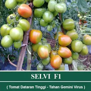 Benih Bibit Tomat Hibrida SELVI F1 5 Gr - Pilihan Buah Besar Bulat Merah Tahan Virus Dataran Tinggi - Tanaman