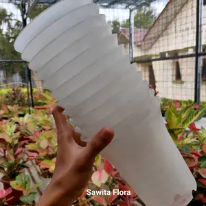 Pot Putih Ag. Calathe Dragstar