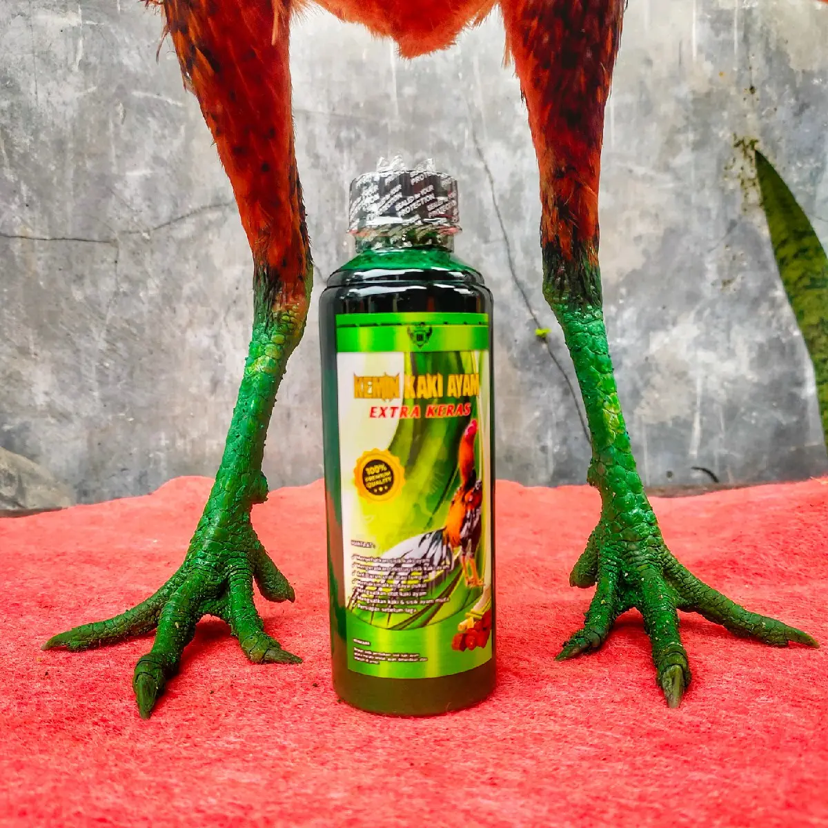 Getah gambir super keras kemin kaki ayam tarung