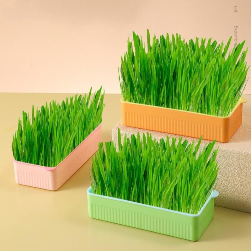 Bộ trồng cỏ mèo tươi thuỷ canh tại nhà - Bộ kit tự trồng cỏ giúp chống búi lông & kích thích tiêu hoá - Pi Sà Pet Shop