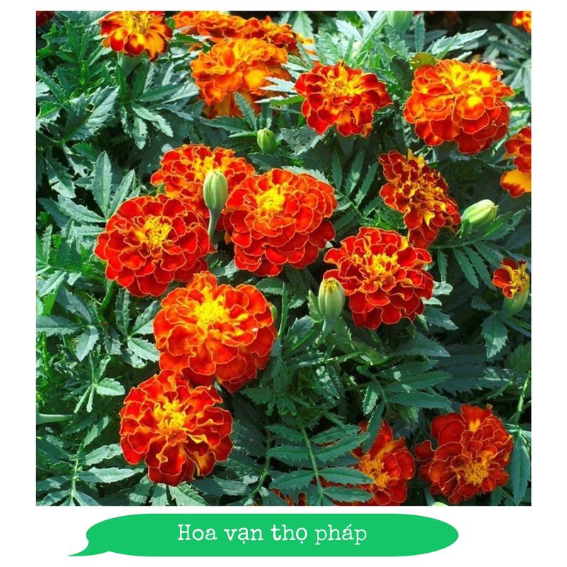 hạt giống hoa vạn thọ pháp