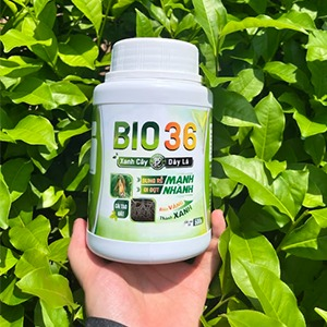 Bio 36 Siêu Kích Đọt - Kích Rễ